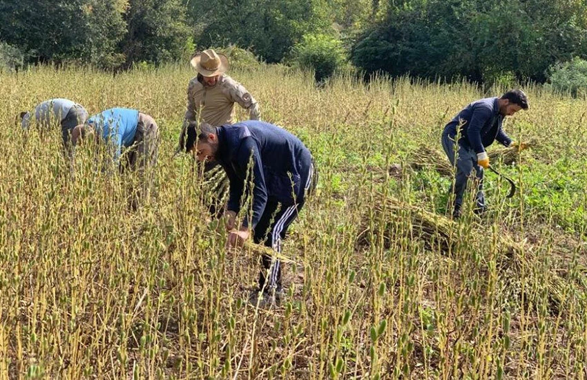 Sınırın sıfır noktasında hasat heyecanı! Buğdaydan sonra susamla çifte kazanç…