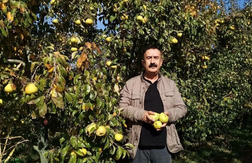 Deveci armudunda rekolte düşüklüğüne fiyat telafisi! Üretici memnun, yüzler gülüyor…