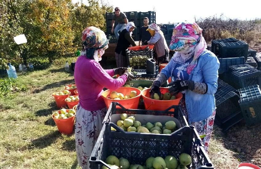 Deveci armudunda rekolte düşüklüğüne fiyat telafisi! Üretici memnun, yüzler gülüyor…