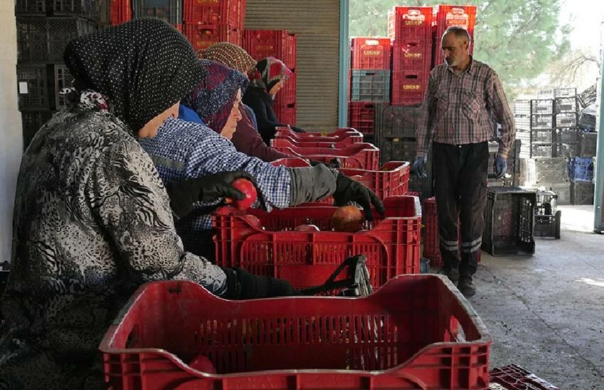 Sınırları nar ağaçlarıyla çevirdiler, gelir kapısı haline getirdiler! Havran narında tonlarca verim…