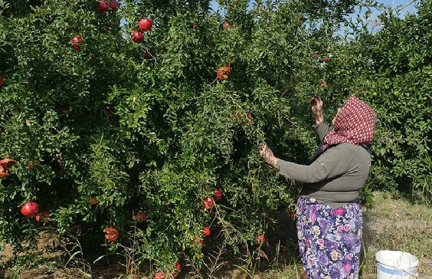 Sınırları nar ağaçlarıyla çevirdiler, gelir kapısı haline getirdiler! Havran narında tonlarca verim…