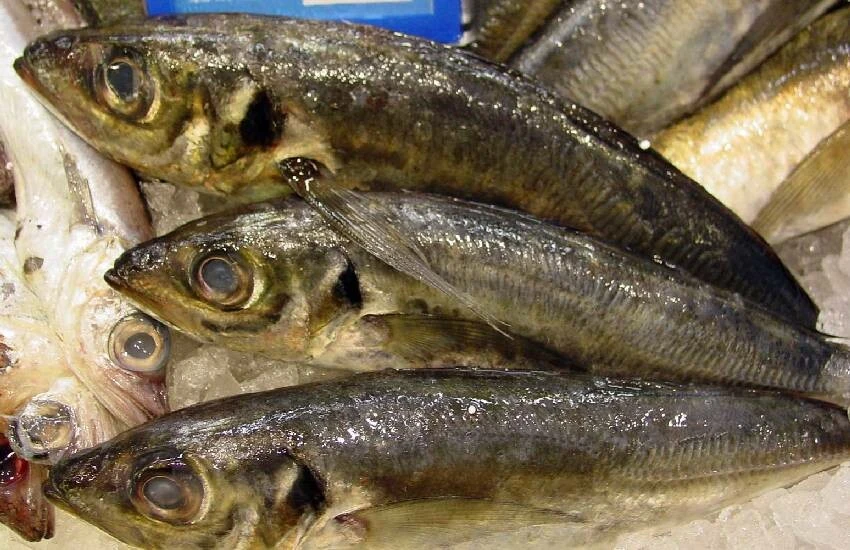 Sofralara 5 farklı lezzet daha eklendi: 4 balık ve 1 midye türü tescillendi!