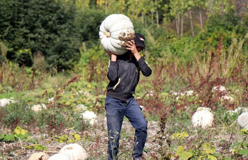 Bal kabağında hasat başladı.