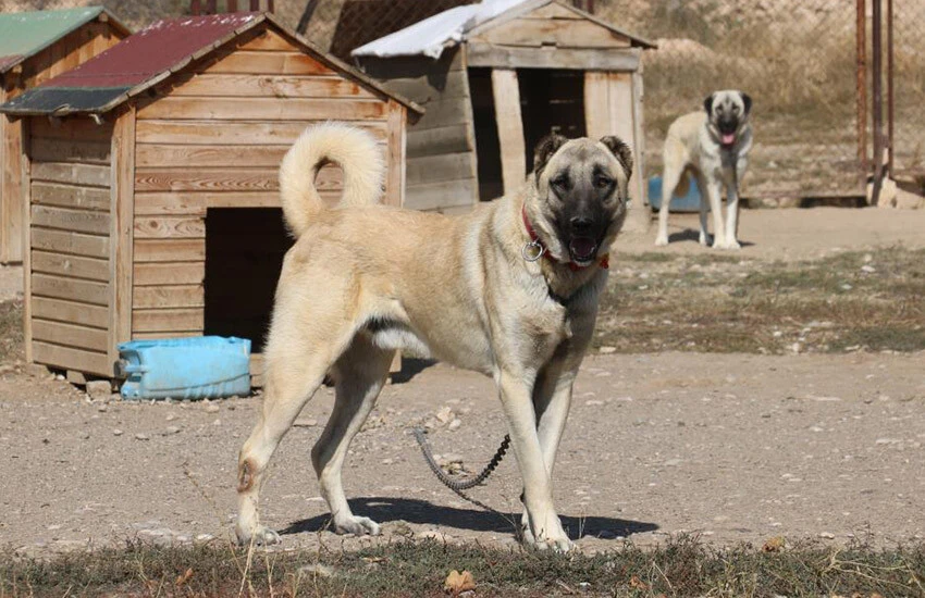 Sokak hayvanları için devlet önemli bir adım attı.
