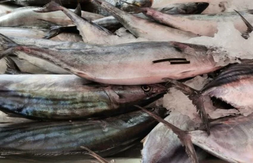 Denizde palamut kıtlığı: Talep çok, tezgahta yok! Fiyatı dudak uçuklattı…