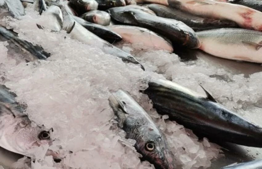 Denizde palamut kıtlığı: Talep çok, tezgahta yok! Fiyatı dudak uçuklattı…