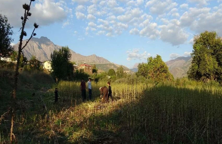 Geçim kapısı Irak sınırında! Susamın akıl almaz faydaları: Bir bardak sütten daha fazla kalsiyum içeriyor...
