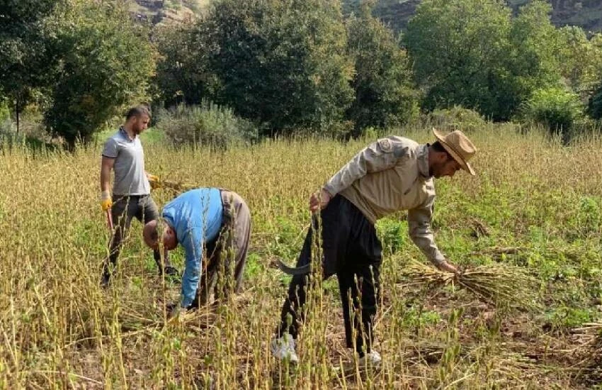 Geçim kapısı Irak sınırında! Susamın akıl almaz faydaları: Bir bardak sütten daha fazla kalsiyum içeriyor...
