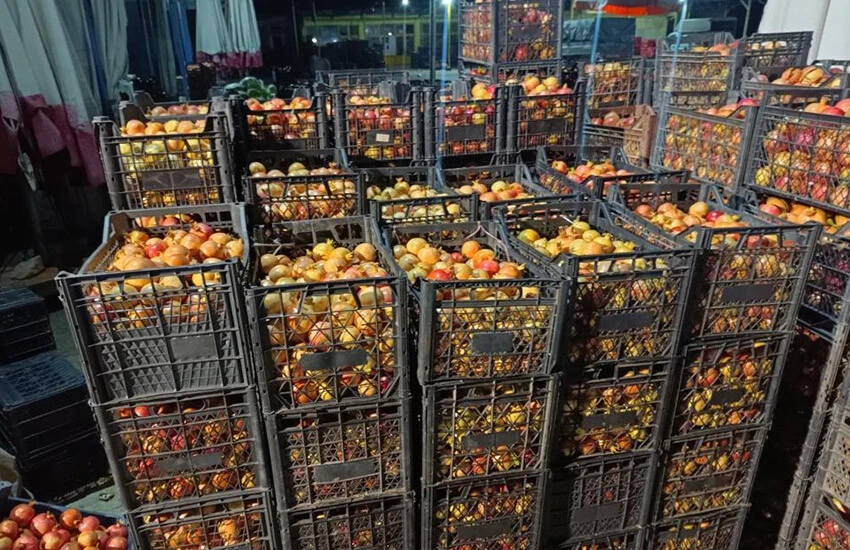 Zivzik narını aşırı sıcaklar vurdu.