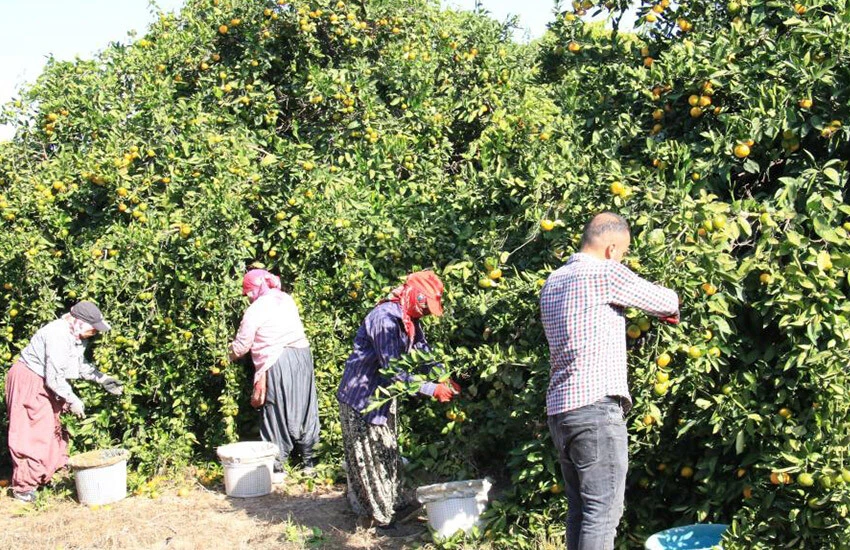 Bu sene mandalinada fiyatlar bolluk nedeniyle ucuz.