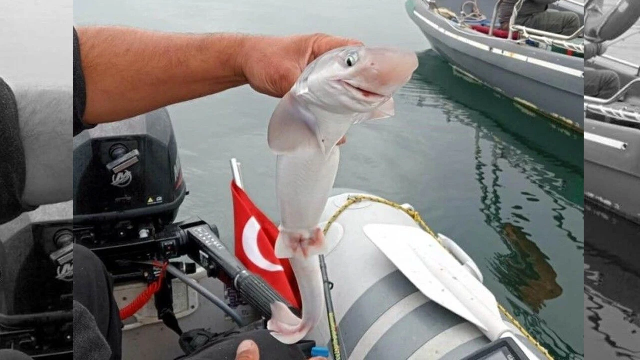 Samsunlu balıkçıların oltasına takıldı! Görenleri şaşkına çevirdi