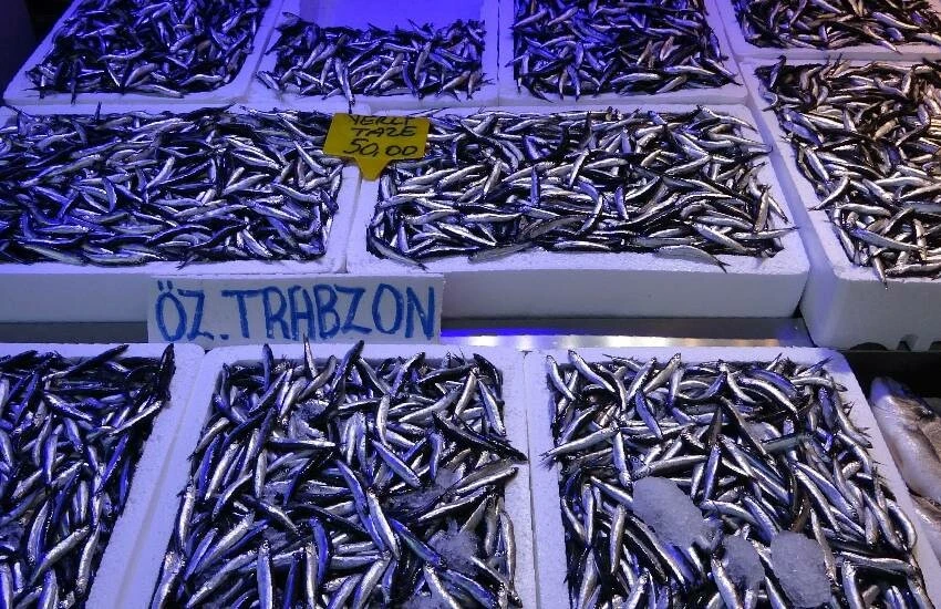 Denizden bereket fışkırdı: Oltayı atan hamsi yakaladı! Fiyatlar dibi gördü...