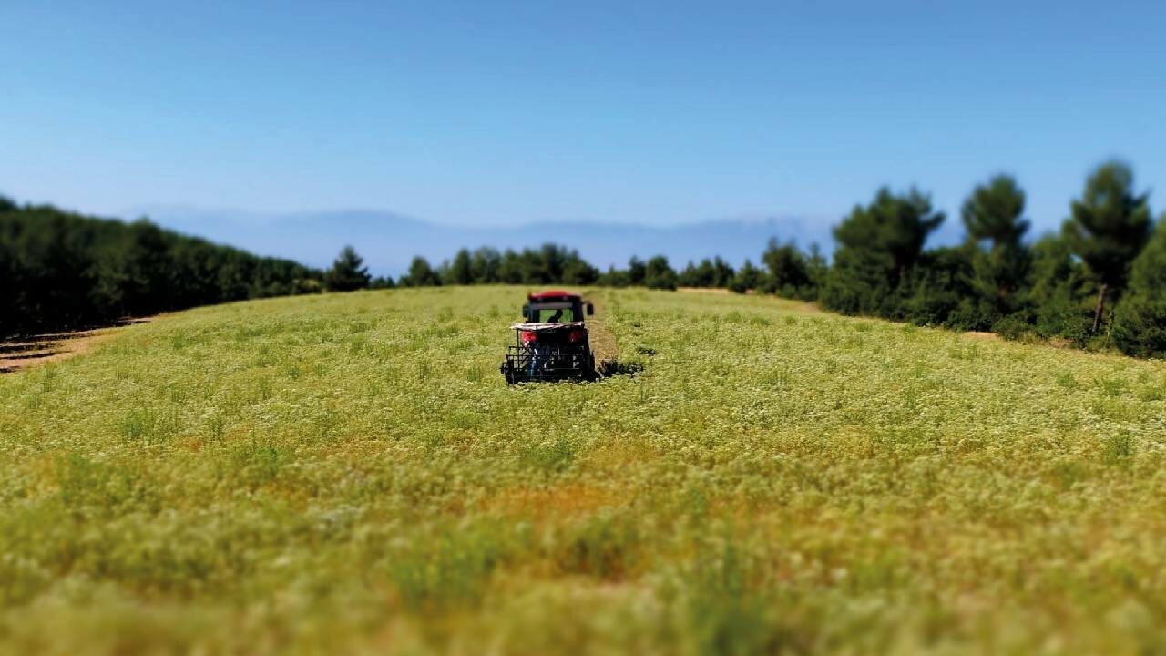 Çiftçi gübre ve mazot için kredi çekti, kekik fiyatı beklentiyi karşılamadı! Borcunu bile ödeyemiyor