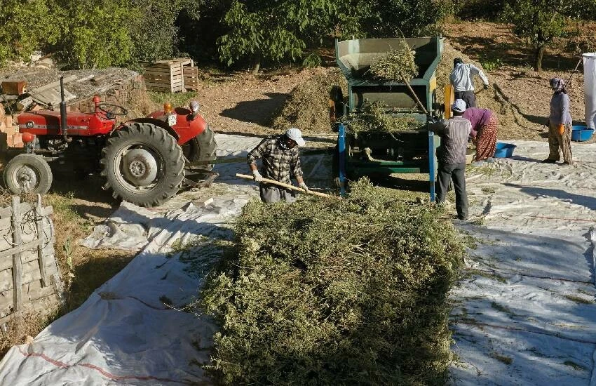 Çiftçi gübre ve mazot için kredi çekti, kekik fiyatı beklentiyi karşılamadı! Borcunu bile ödeyemiyor