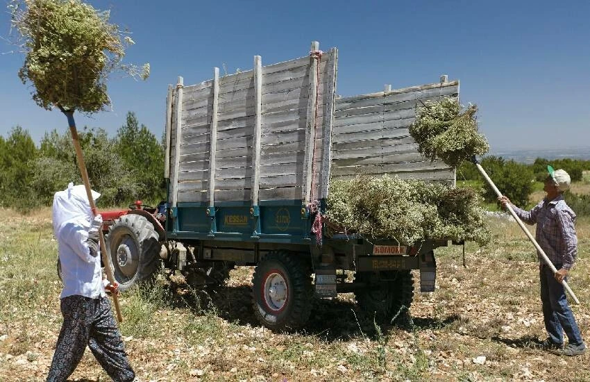 Çiftçi gübre ve mazot için kredi çekti, kekik fiyatı beklentiyi karşılamadı! Borcunu bile ödeyemiyor