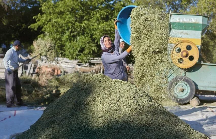 Çiftçi gübre ve mazot için kredi çekti, kekik fiyatı beklentiyi karşılamadı! Borcunu bile ödeyemiyor