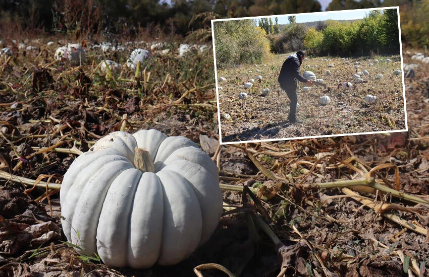 Bağışıklığın doğal ilacı balkabağı tezgahlara indi! Fiyatını duyan kilo kilo almaya başladı