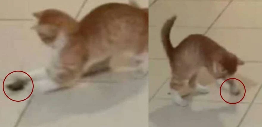 KYK yurdunda şoke eden görüntüler! Koridorlarda fare, yemeklerde sinek çıkıyor...