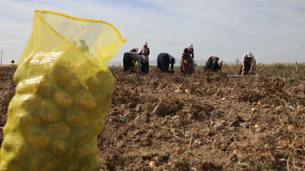 Bütün köylünün tek geçim kaynağı: Kışlık patates! Hem yetiştiriyorlar hem tüketiyorlar hem satıyorlar…