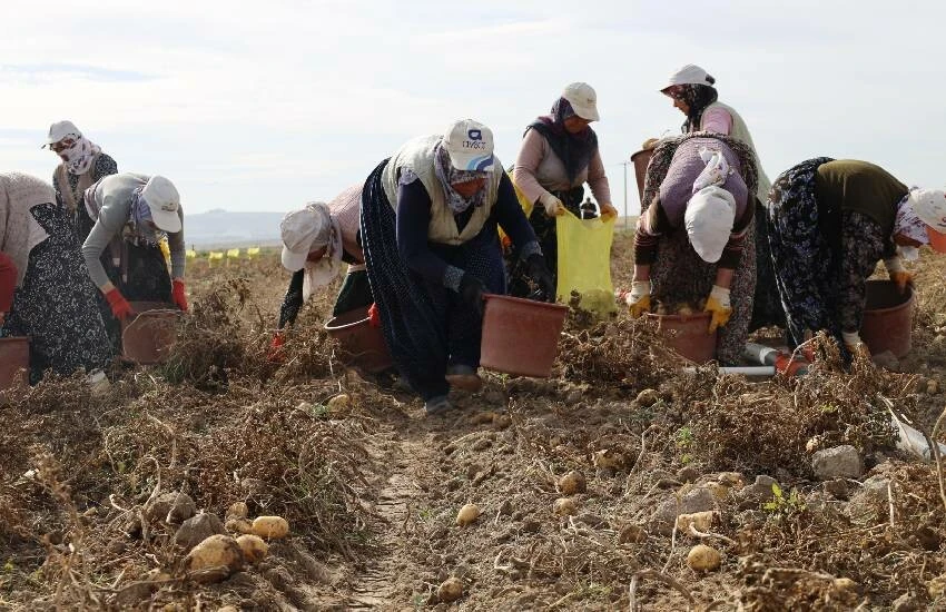 patates Bütün köylünün tek geçim kaynağı: Kışlık <a href=