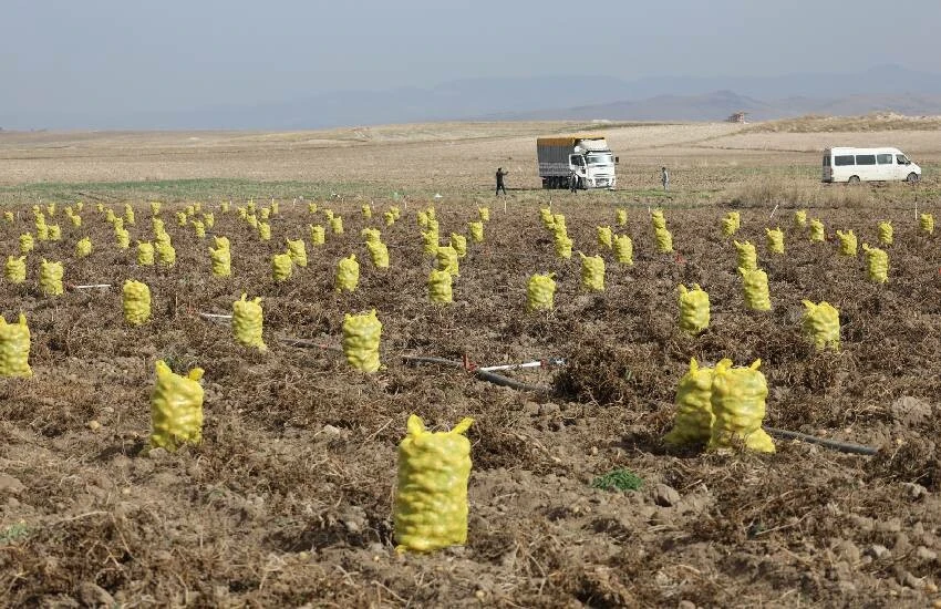 Bütün köylünün tek geçim kaynağı: Kışlık patates! Hem yetiştiriyorlar hem tüketiyorlar hem satıyorlar…