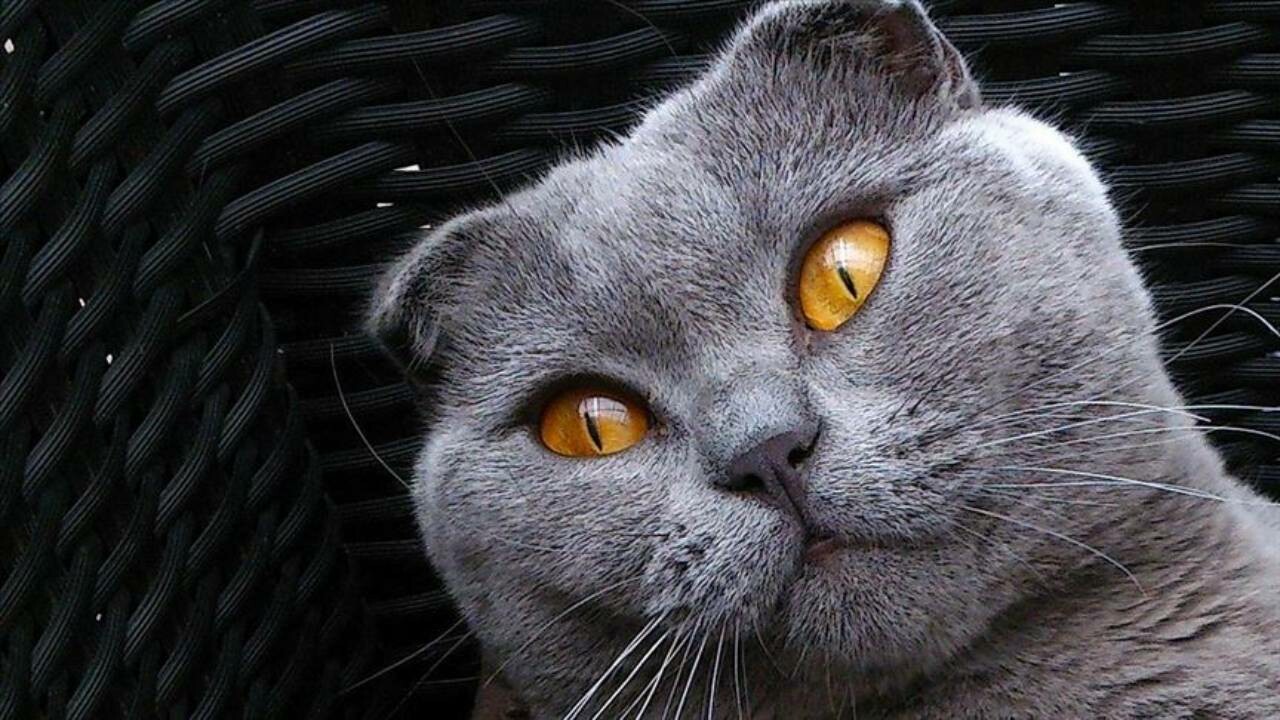 Bilim insanları açıkladı: Kediler tam 276 farklı yüz ifadesine sahip