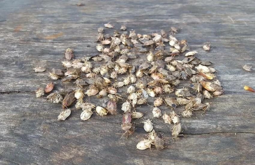 Karadeniz’de kahverengi kokarca alarmı: Tarımı bitirebilir