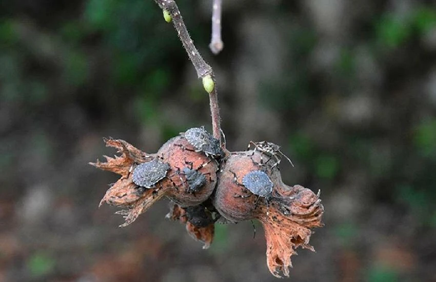 Karadeniz’de kahverengi kokarca alarmı: Tarımı bitirebilir