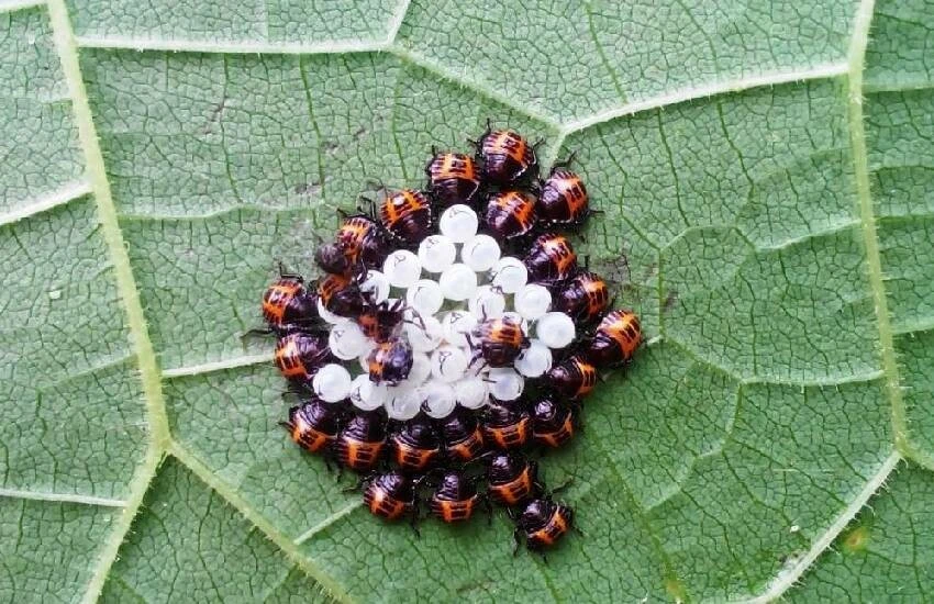 Karadeniz’de kahverengi kokarca alarmı: Tarımı bitirebilir