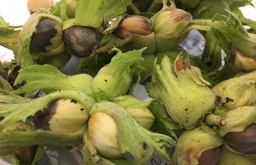 Karadeniz’de kahverengi kokarca alarmı: Tarımı bitirebilir