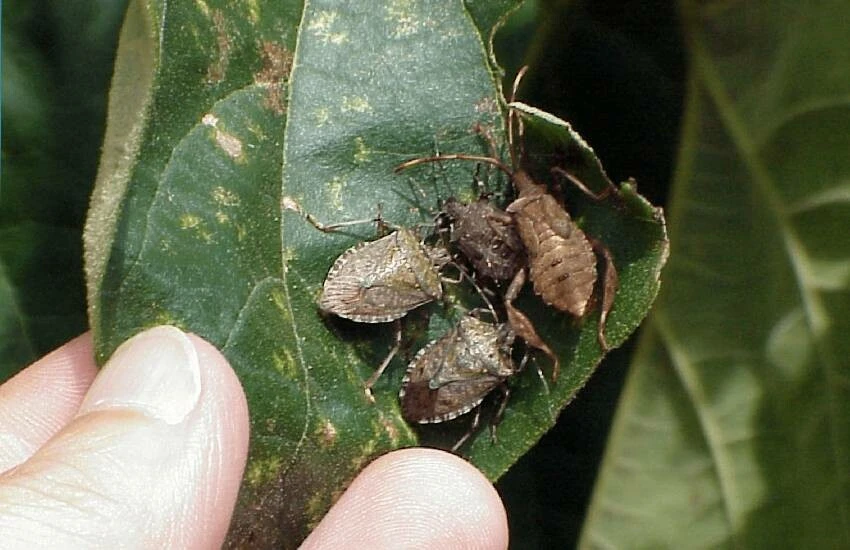 Karadeniz’de kahverengi kokarca alarmı: Tarımı bitirebilir