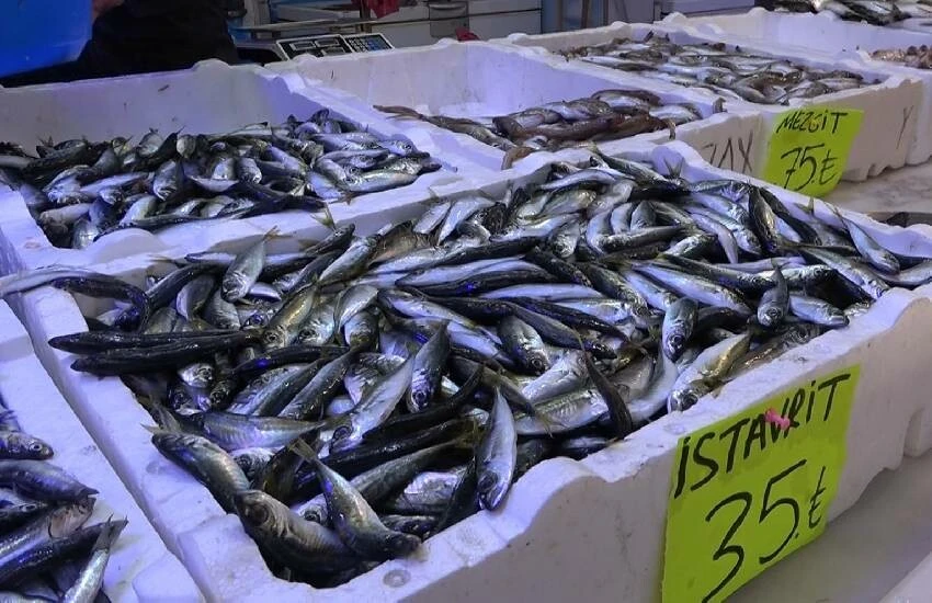 Küresel ısınma balık tezgahlarını vurdu, bir tek hamsi bol