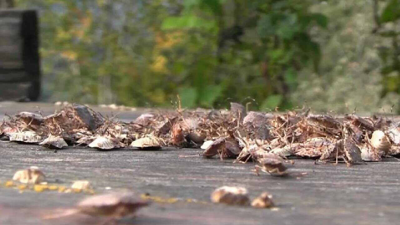 Karadeniz’de kahverengi kokarca alarmı: Tarımı bitirebilir