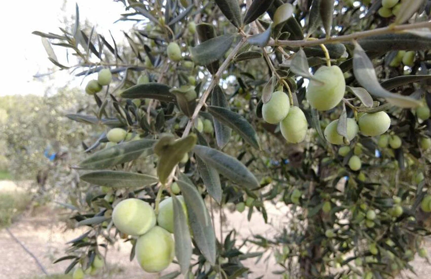 Doktorluğu bırakıp zeytin üreticisi oldu.