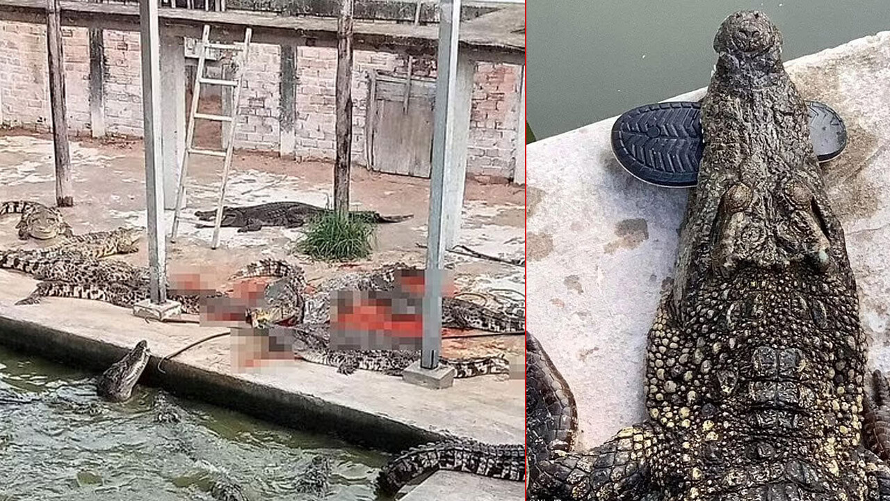 40 timsaha yem oldu! Diri diri parçalanan adamdan geriye terliği kaldı