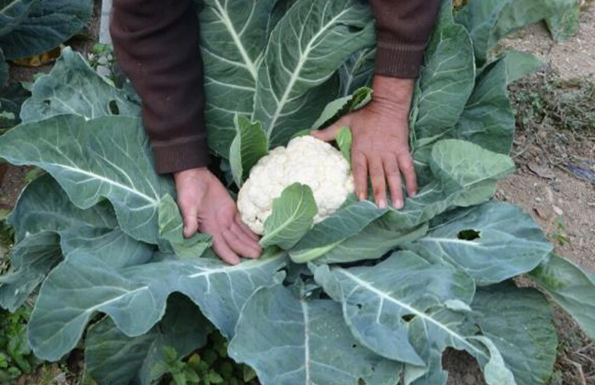 Malatya'da organik karnabahar ilgi odağı oldu.