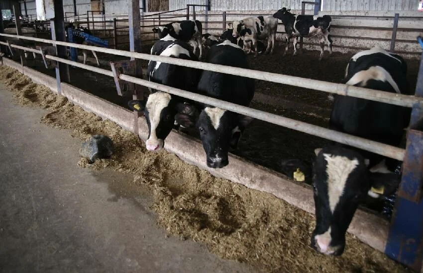 Sıfır atık çiftlikle ucuz etin formülünü buldular!