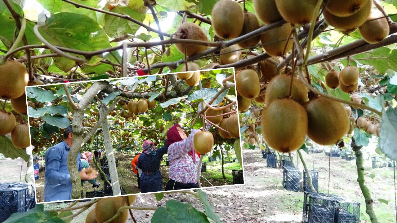 Fındığın alternatifi olarak ekilen kivinin tarla fiyatı belli oldu