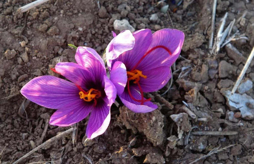 Safran baharatının fiyatı 600 liraya kadar çıkıyor.