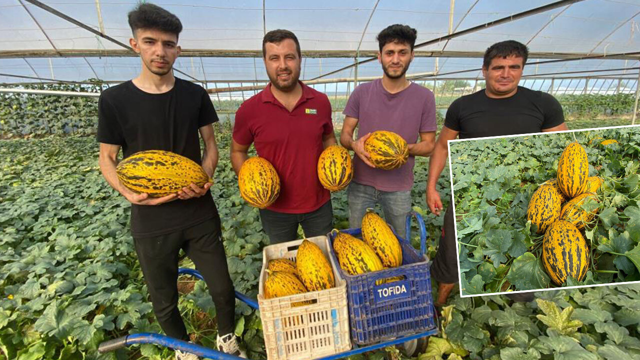 Üretici bayram ediyor! Örtüaltı kavunun fiyatı belli oldu