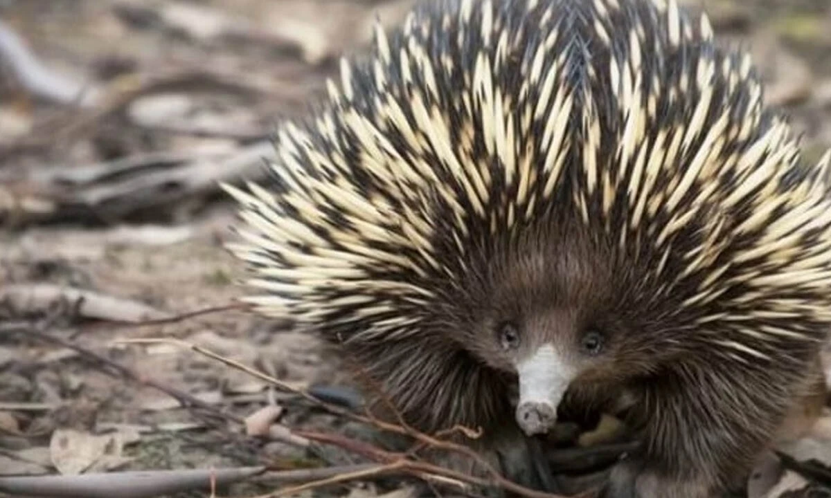 62 yıl sonra ortaya çıktı, önüne çıkanı yedi