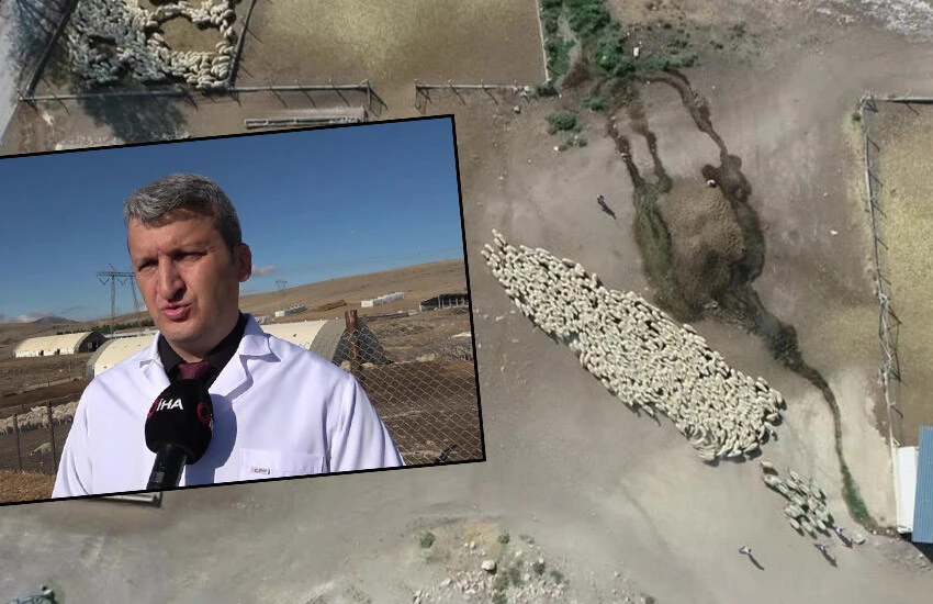 Amasya'da koyun sürüsü durmadan döndü.