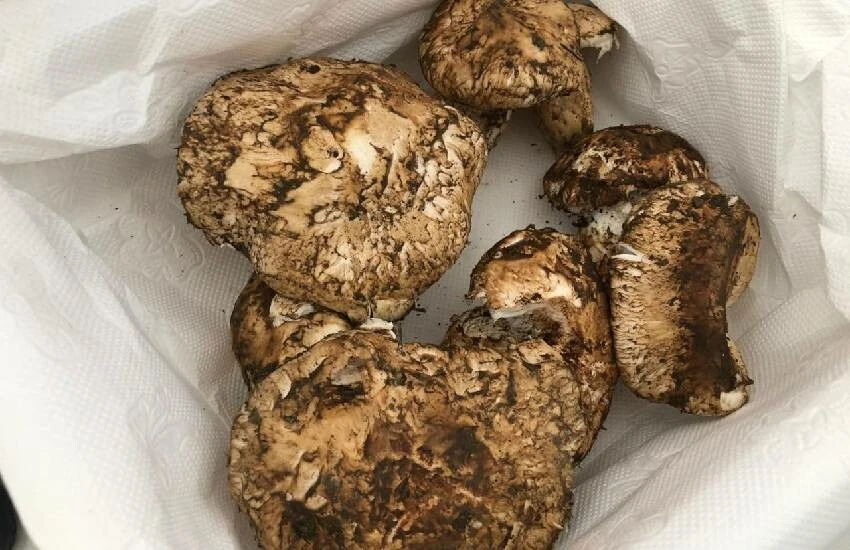 Sedir mantarı üreticisine kâr üstüne kâr getiriyor, Uzak Doğu ülkeleri vazgeçemiyor