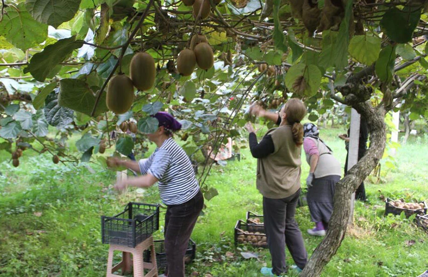 Kivide hasat başladı, fiyatlar belli oldu.