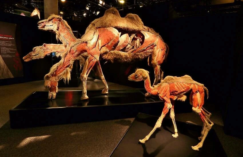 'Gerçek Hayvanların Anatomi Sergisi' ilk kez İstanbul'da