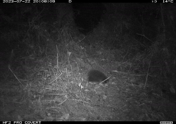 Bilim adamları hayrete düştü… Nesli tükendi sanılıyordu, 60 yıl sonra ilk kez ortaya çıktı