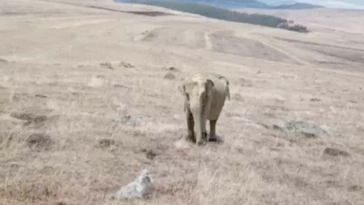 Fil fotoğrafı şehri ayağa kaldırdı, jandarma arama yaptı! Valilikten açıklama