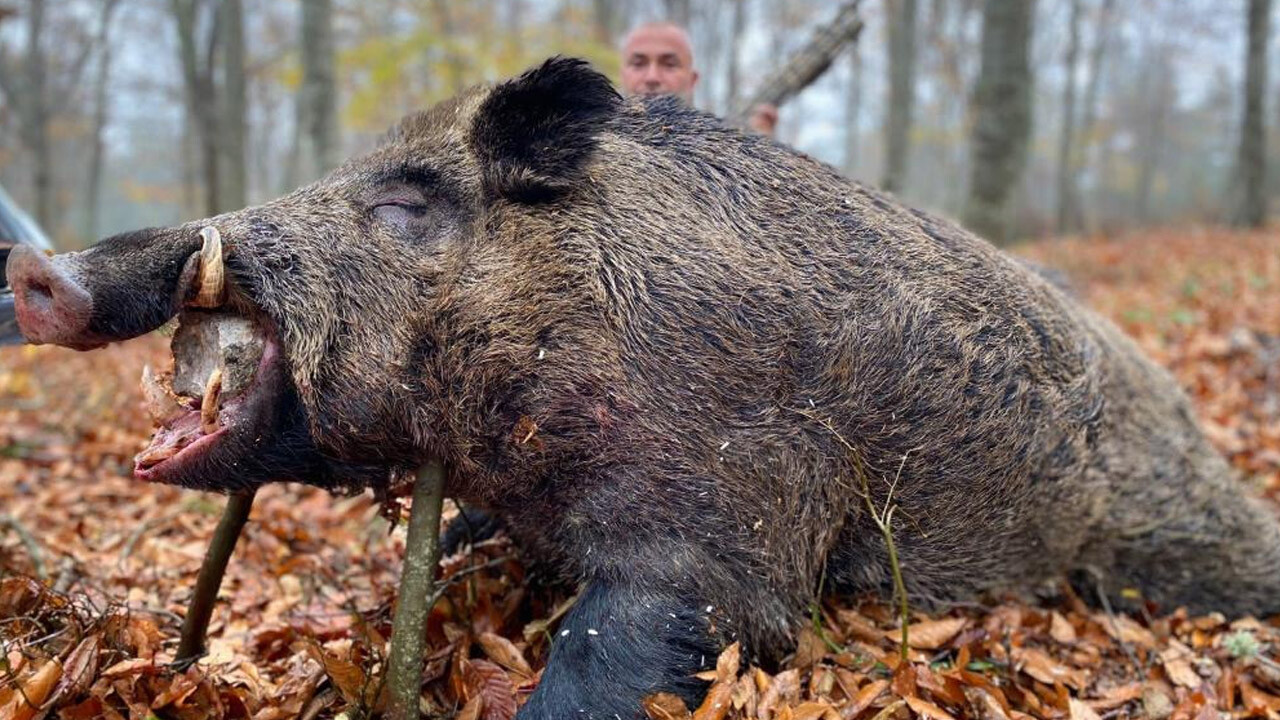 Çiftçi rahat nefes aldı! Çilek tarlalarını tarumar eden 450 kiloluk domuz avlandı