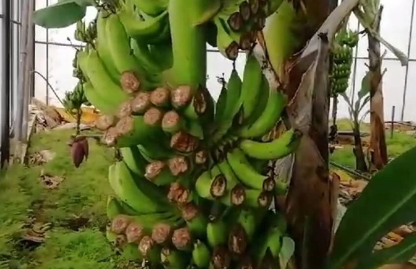 300 muz ağacını talan eden hırsızlar, üreticiyi 200 bin lira zarara soktu