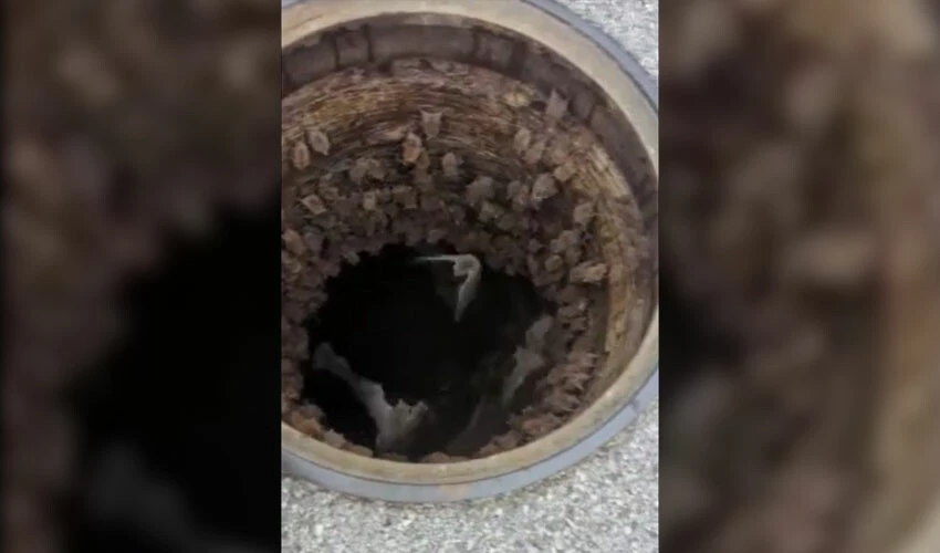 Süper kahraman Batman'in doğduğu yer: Kanalizasyon kapağını açıp çığlığı bastı